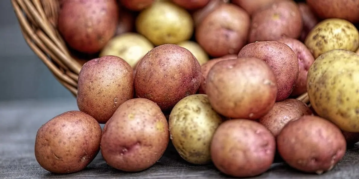 Comment conserver des pommes de terre ?