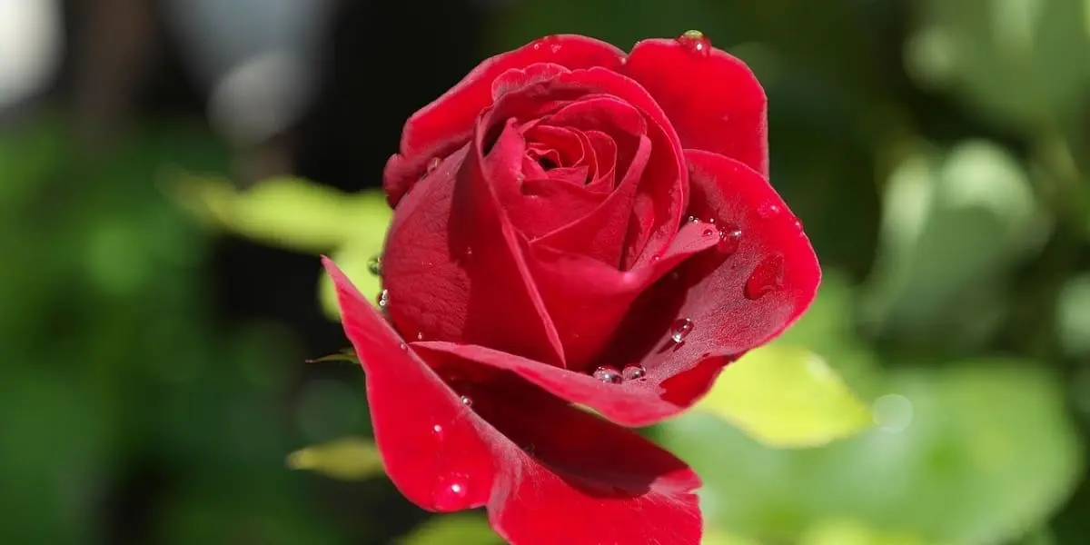 Top 10 des plus belles fleurs rouges du jardin