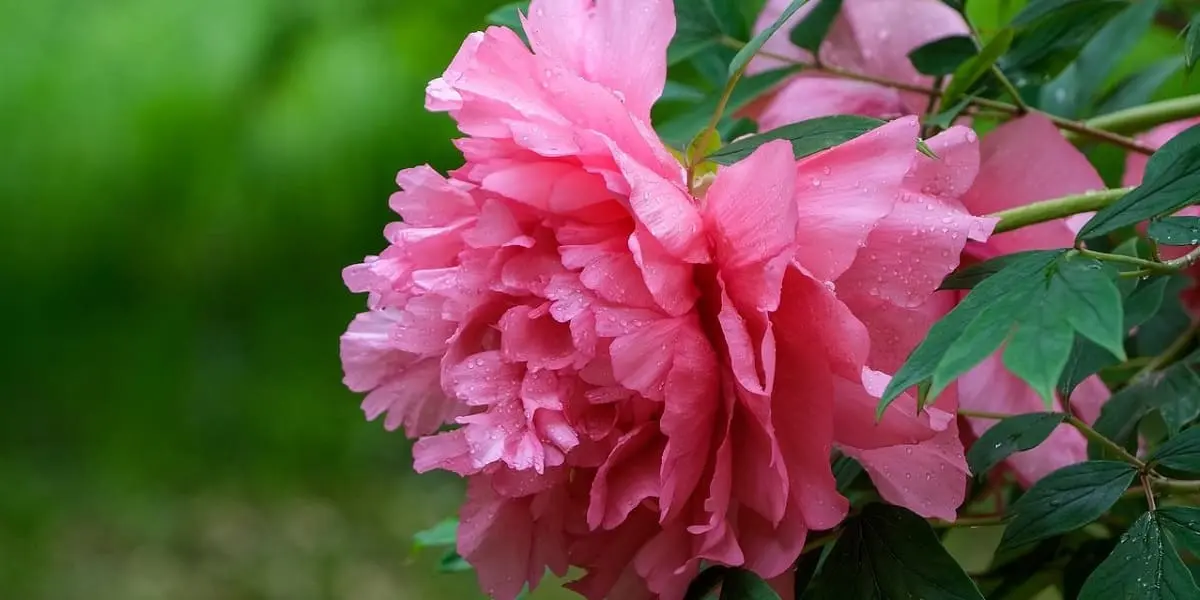 Top 10 des plus belles fleurs roses du jardin