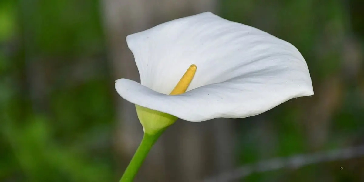 Top 10 des plus belles fleurs blanches du jardin