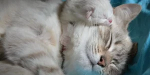 Quelle est la période de reproduction des chats ?