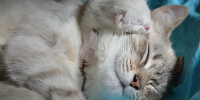 Quelle est la période de reproduction des chats ?