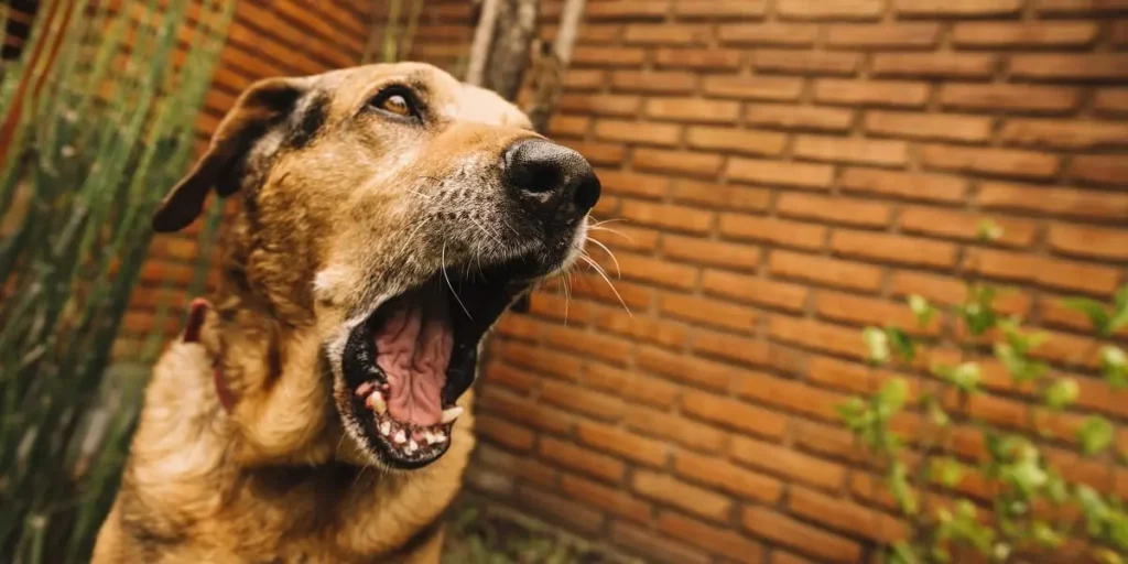 Comment calmer un chien qui aboie ?