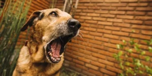Comment calmer un chien qui aboie ?