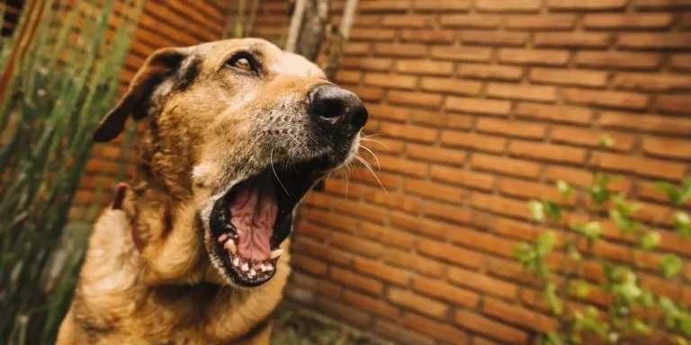 Comment calmer un chien qui aboie ?