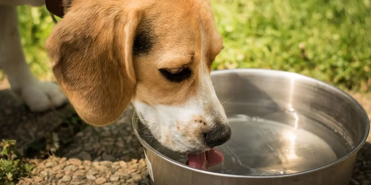 Mon chien boit beaucoup : quand dois-je m’inquiéter ?