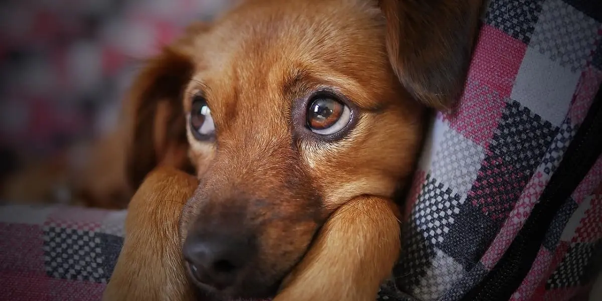 Quelle est la température d’un chien ?