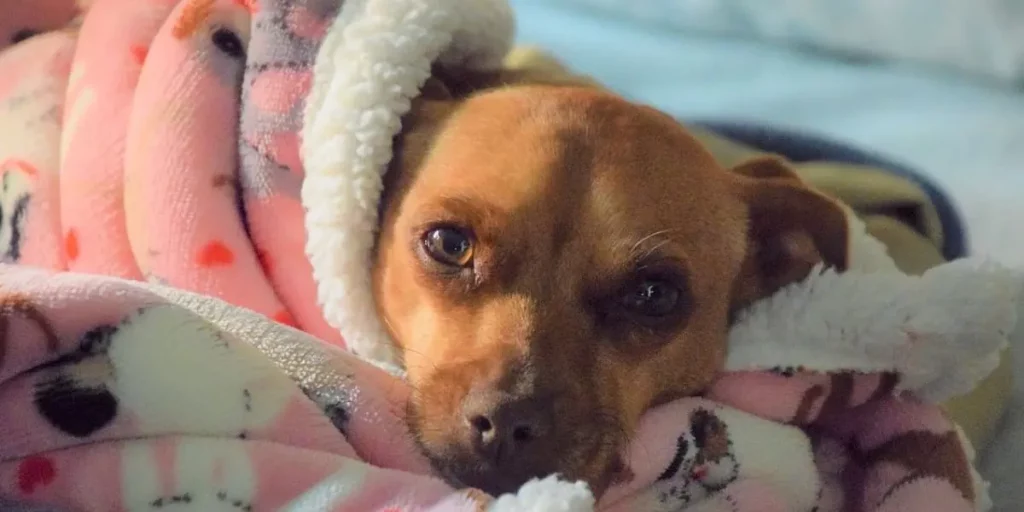 L’épilepsie chez le chien : Comprendre, diagnostiquer et traiter