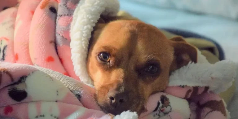 L’épilepsie chez le chien : Comprendre, diagnostiquer et traiter