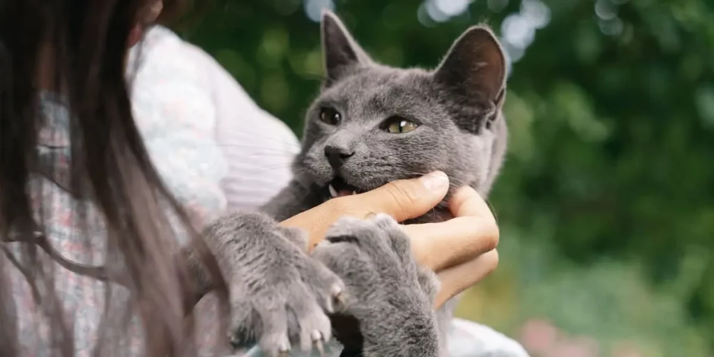 Que faire si votre chat griffe et mord ?