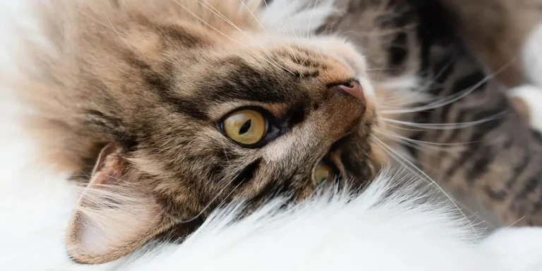 adopting a female cat