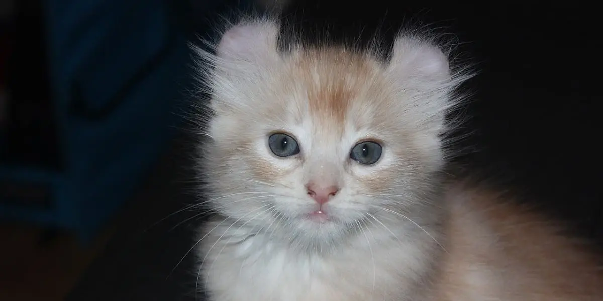 American Curl