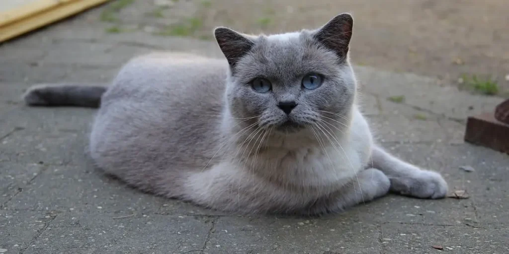 british shorthair