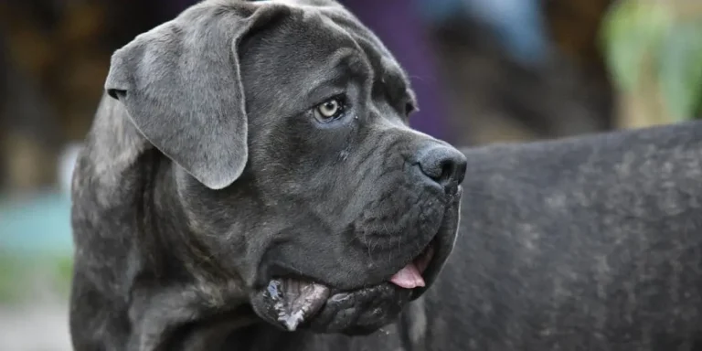 cane corso