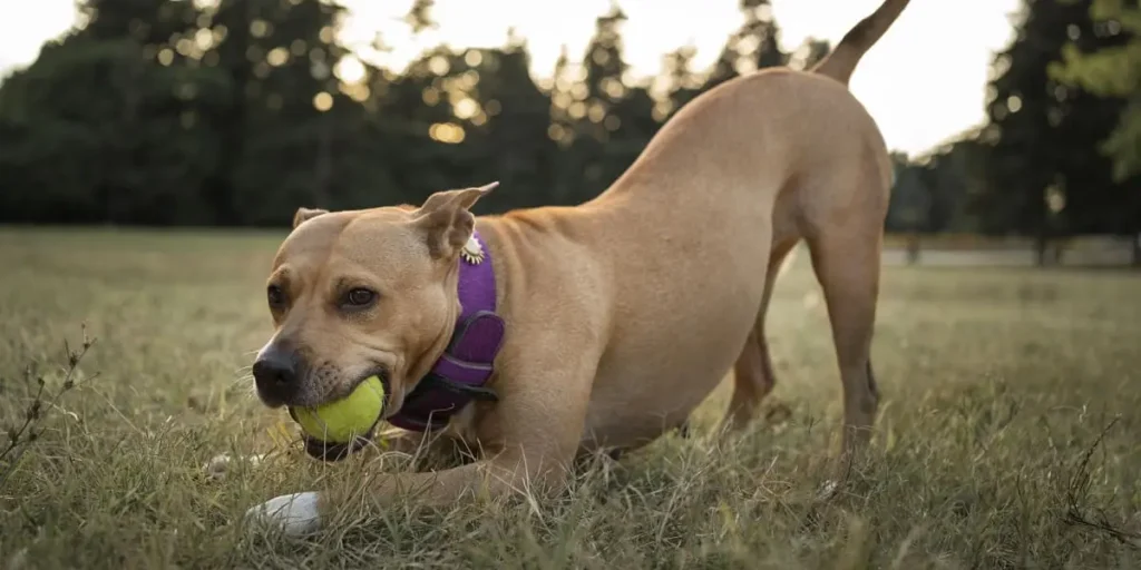 electronic dog collar