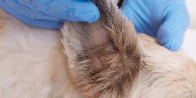 flea treatment for dogs