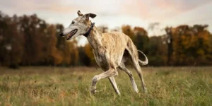 greyhound