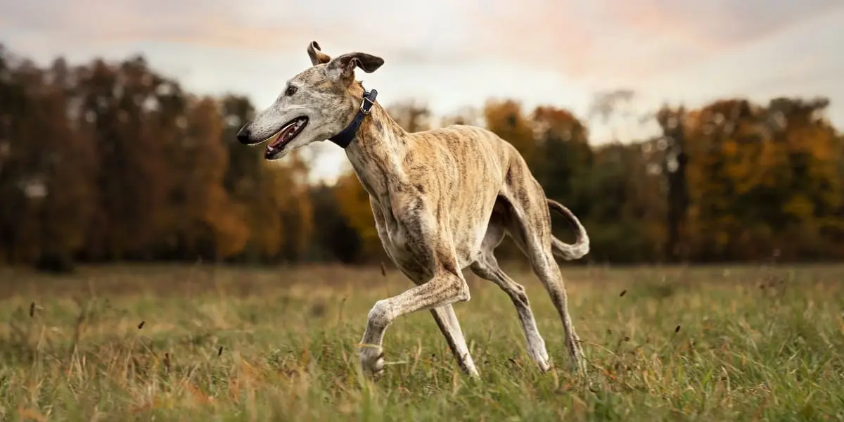 Greyhound