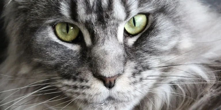 maine coon