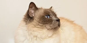 birman