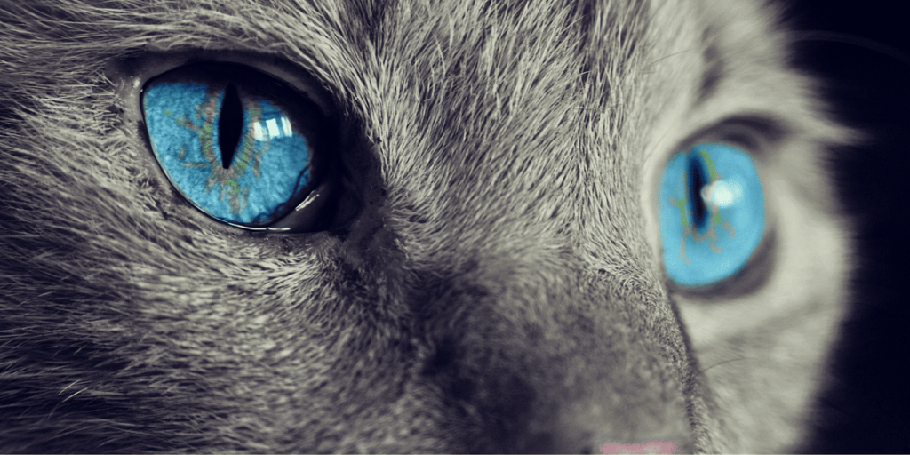 cat eye diseases