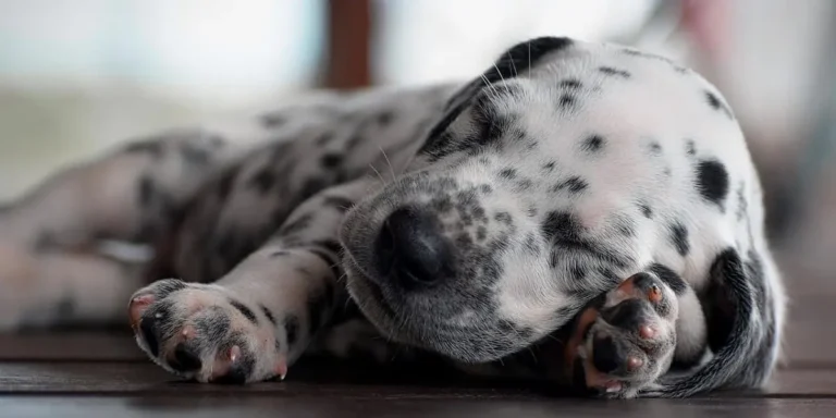dalmatian