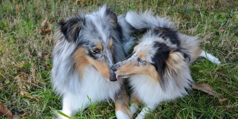 dog mating and reproduction