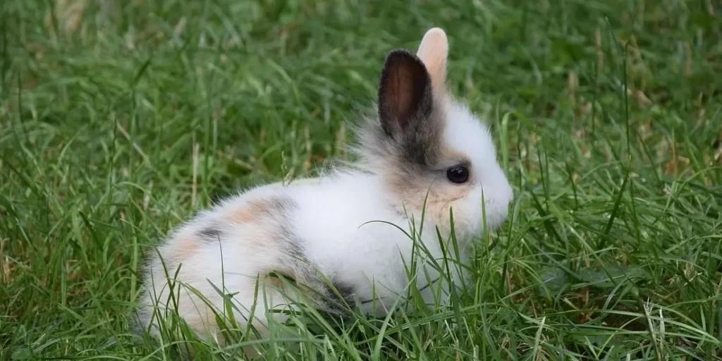 dwarf rabbit care costs