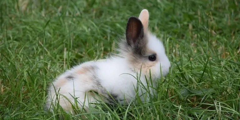 dwarf rabbit care costs