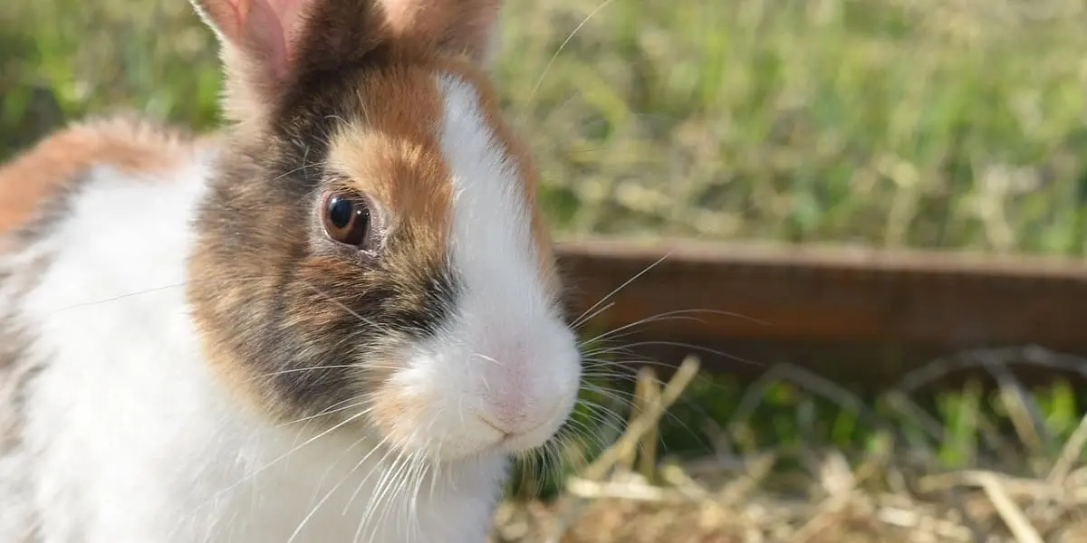 rabbits