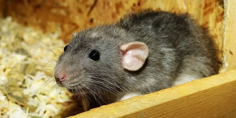 rat