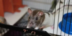rat cage