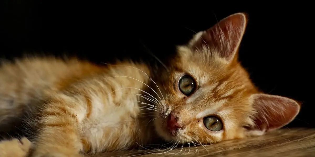 rehome your cat