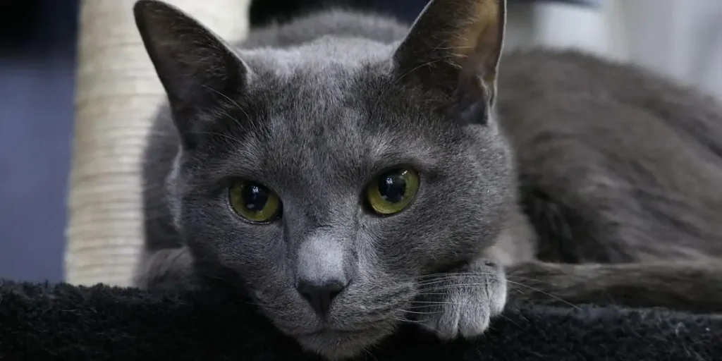 russian blue