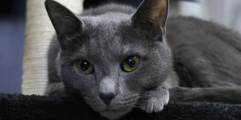 russian blue