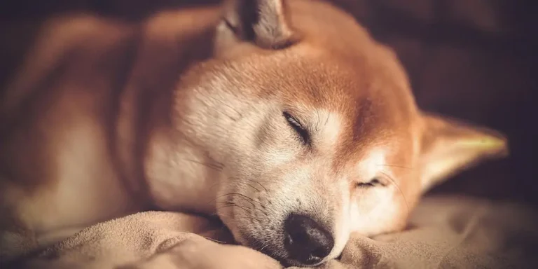shiba inu