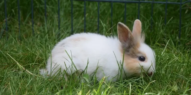 How Long Do Rabbits Live?