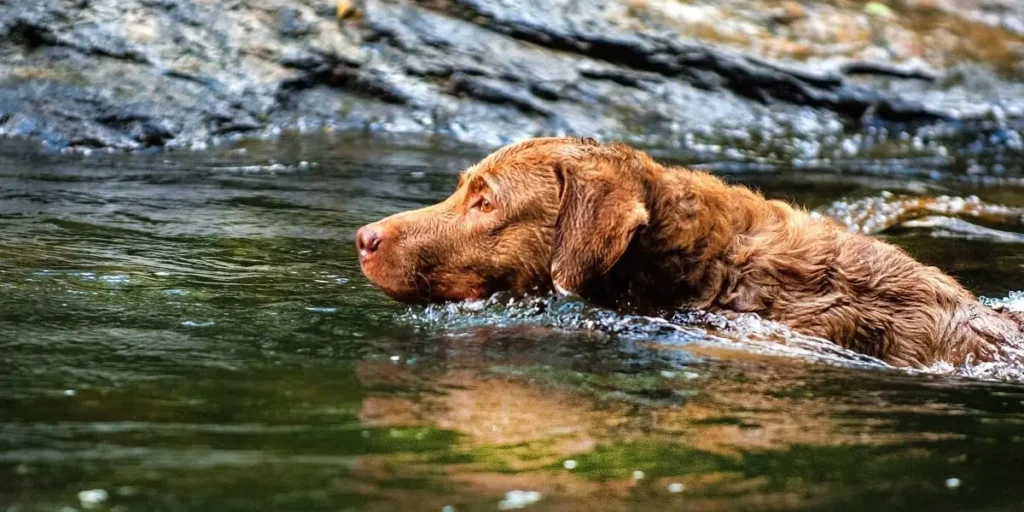Chesapeake Bay Retriever