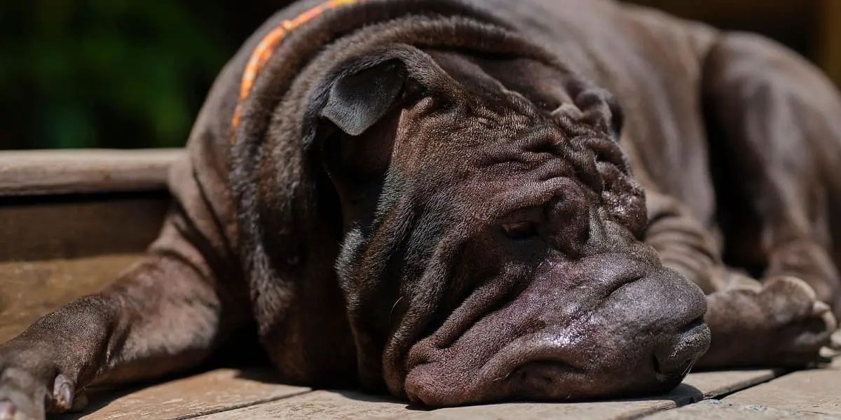 Chinese Shar Pei