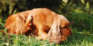 Clumber Spaniel