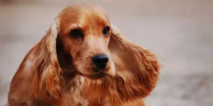Cocker Spaniel