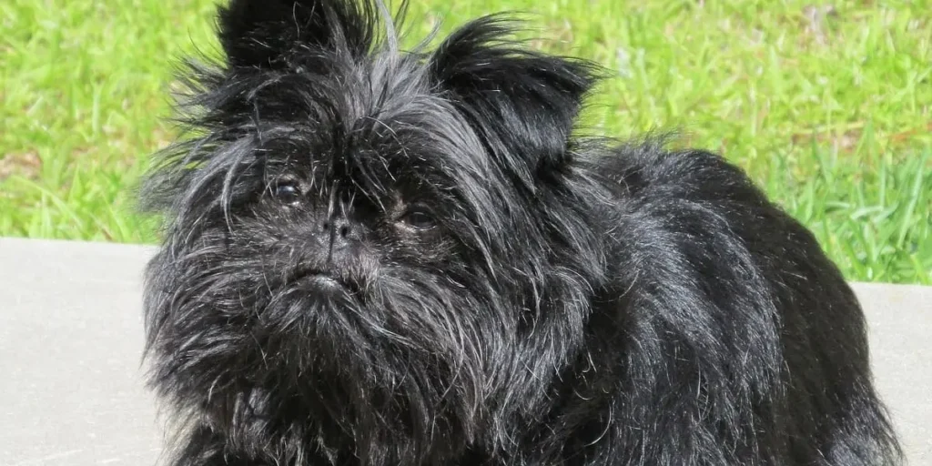 affenpinscher