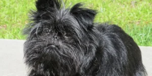 affenpinscher