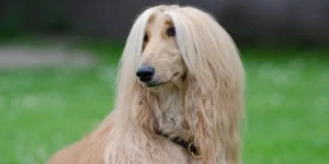 afghan hound