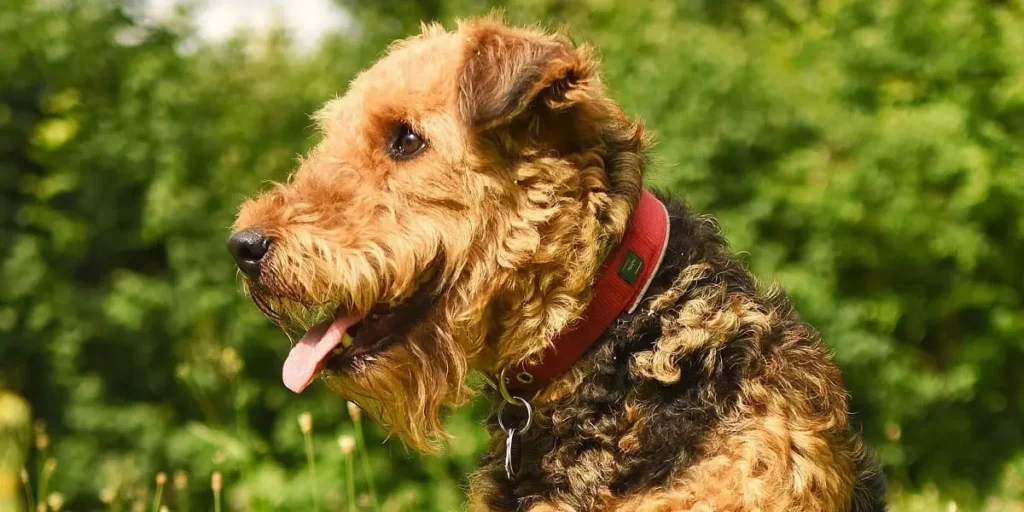 airedale terrier