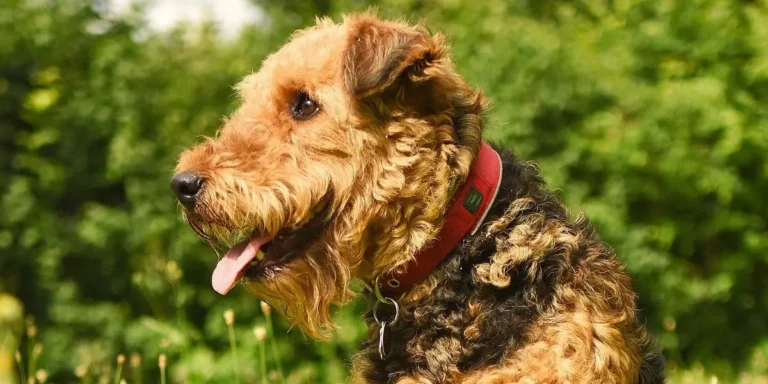 airedale terrier