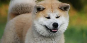 akita inu