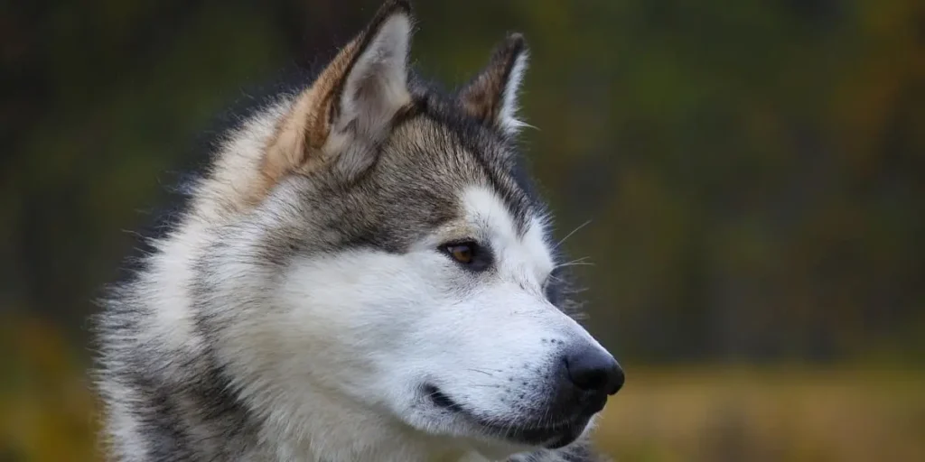 alaskan malamute