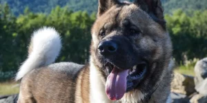 american akita