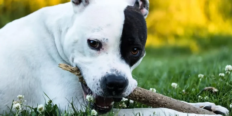 american staffordshire terrier